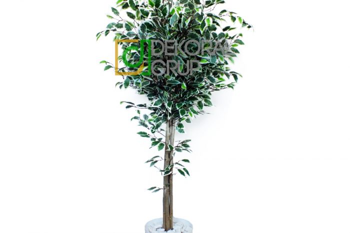 benjamin-ficus-agaci-beyaz-saksili
